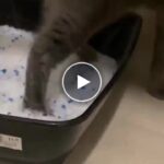 Котешка тоалетна – video