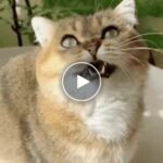 Парна четка за домашни любимци – video