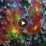 Слънчева кипарисова светлина – video