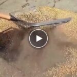 Градинско сито за пресяване – video