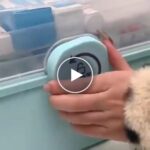 Органайзер за лекарства и принадлежности – video