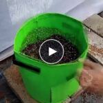 Чували за отглеждане на зеленчуци – video