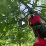 Електрически ножици за подрязване – video