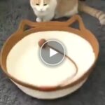 Удобно плетено легло за домашни любимци – video